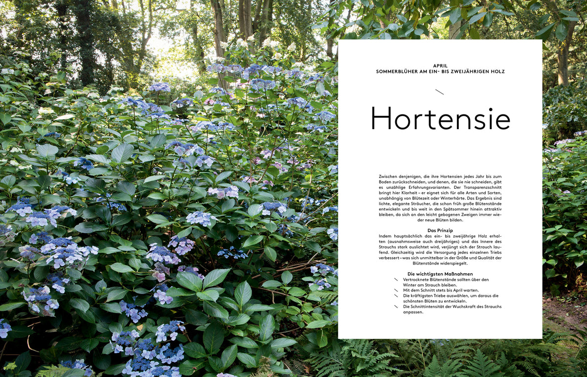 Transparenzschnitt – Die revolutionäre Methode für naturschöne Gehölze