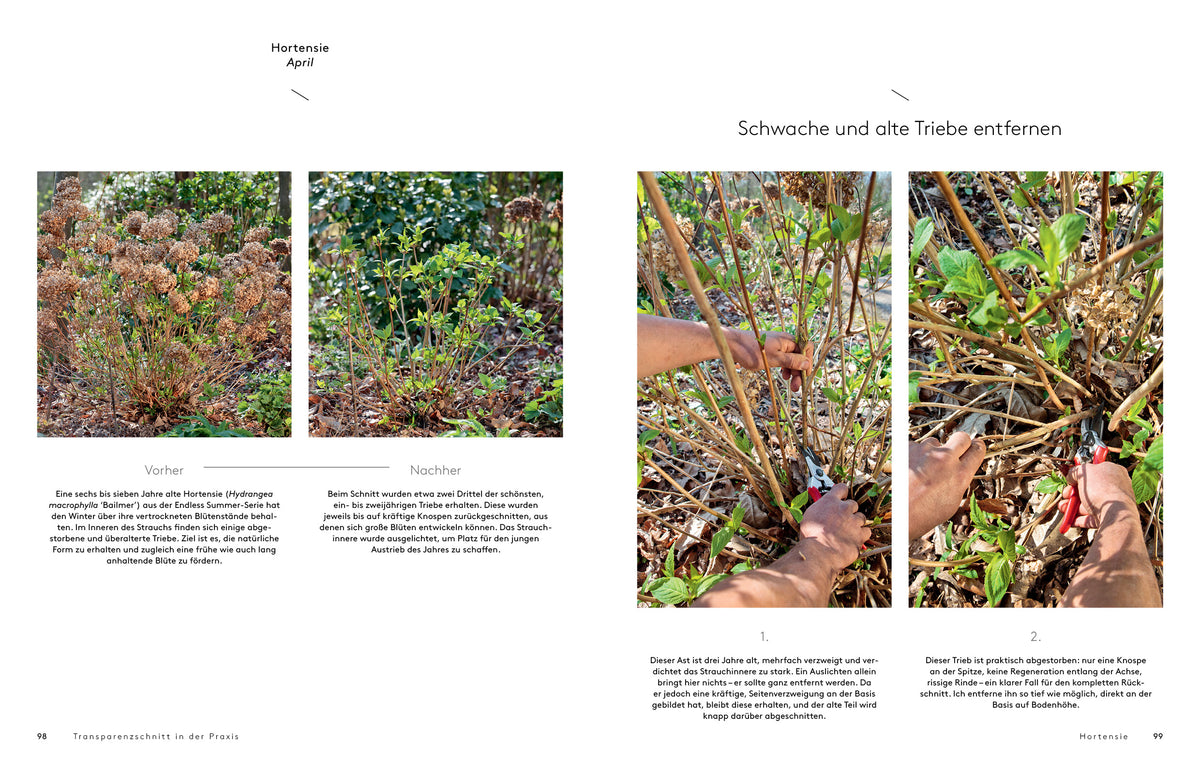 Transparenzschnitt – Die revolutionäre Methode für naturschöne Gehölze