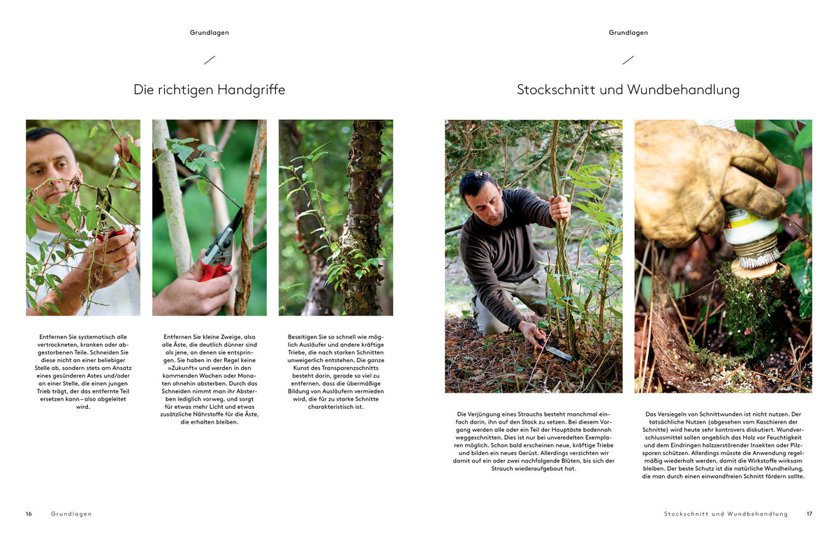 Transparenzschnitt – Die revolutionäre Methode für naturschöne Gehölze