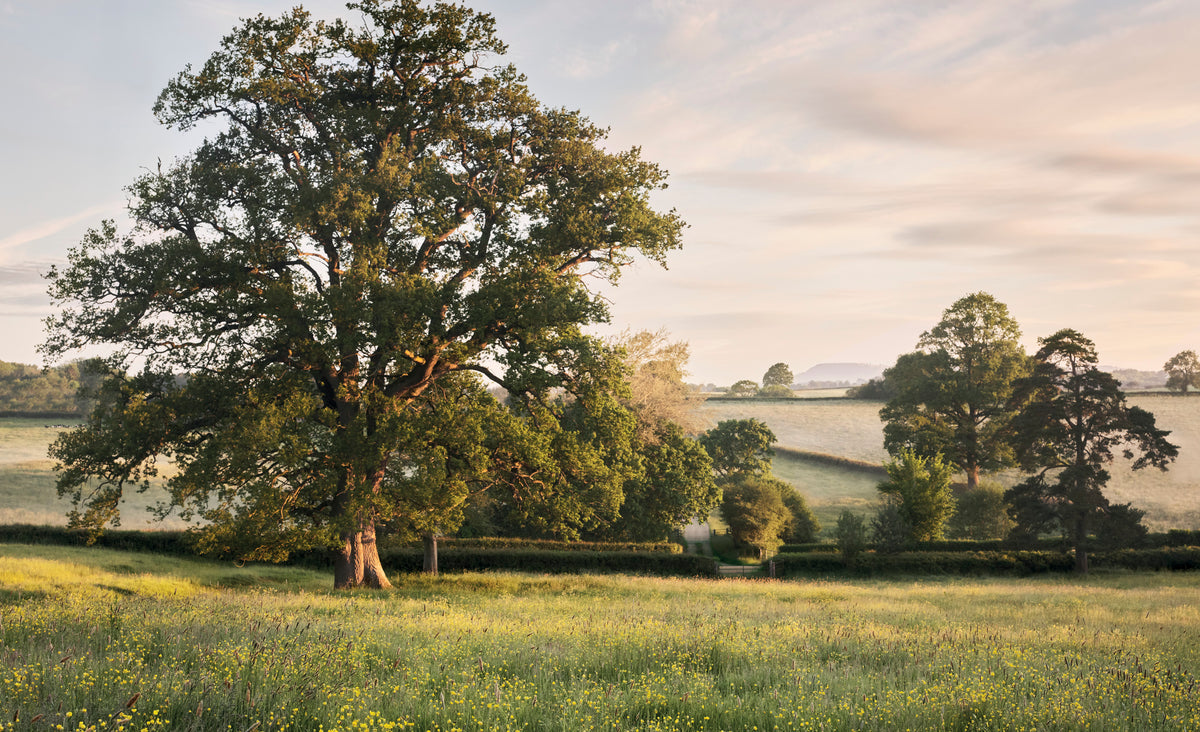 Pastorale Gärten – wo Natur auf Gartenkunst trifft.