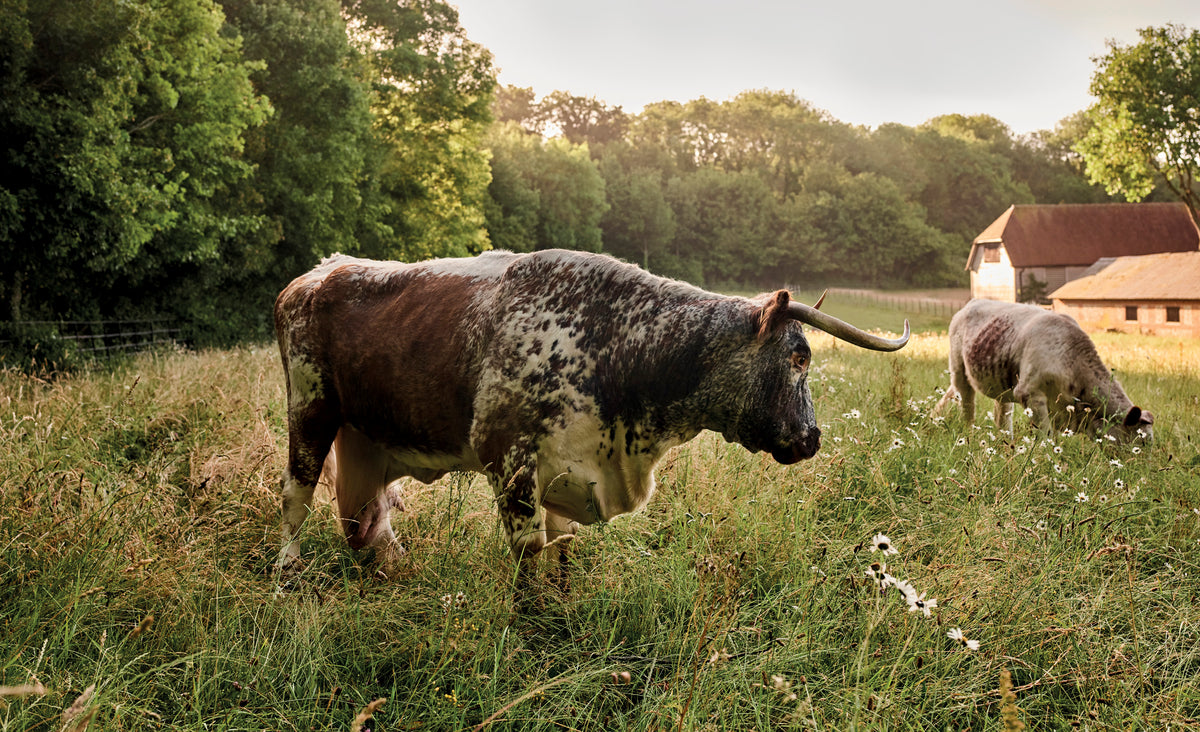 Pastorale Gärten – wo Natur auf Gartenkunst trifft.