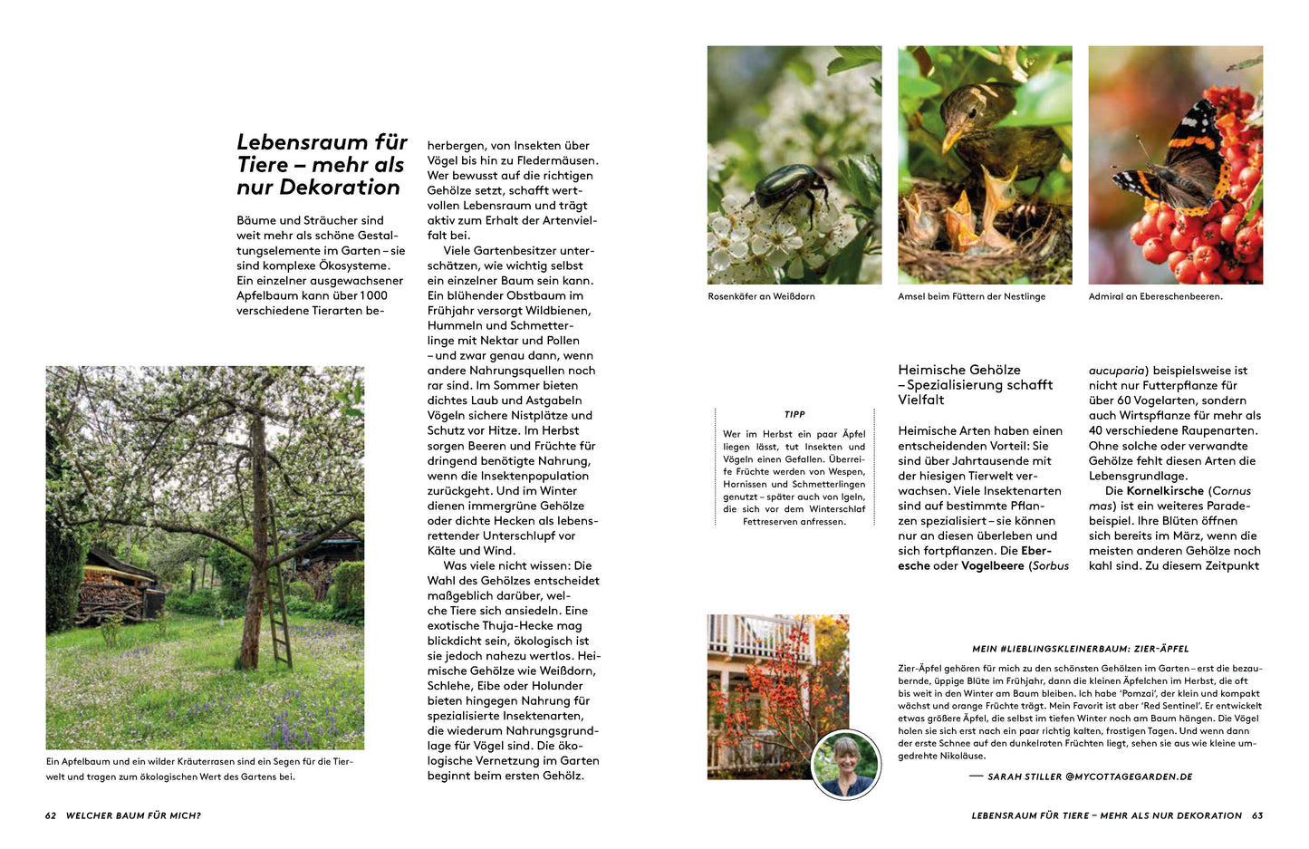 Kapitel „Lebensraum für Tiere" – Apfelbaum mit Wildkräuterrasen, Rosenkäfer, Amsel beim Füttern und Admiral-Schmetterling auf Eberesche