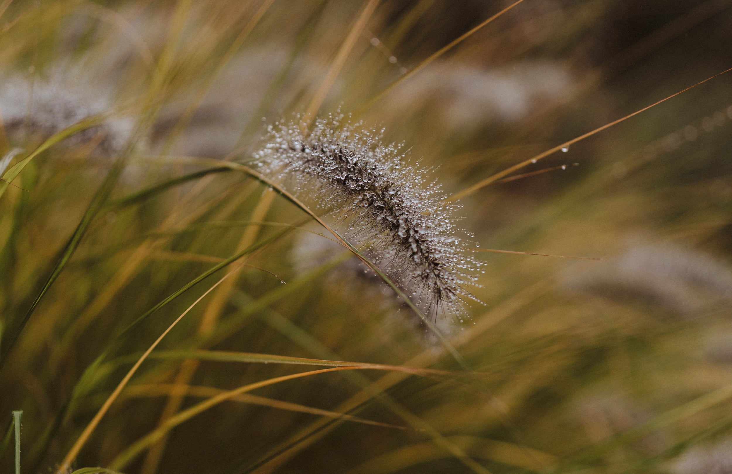 Gartenfotografie Kristijan Matic 