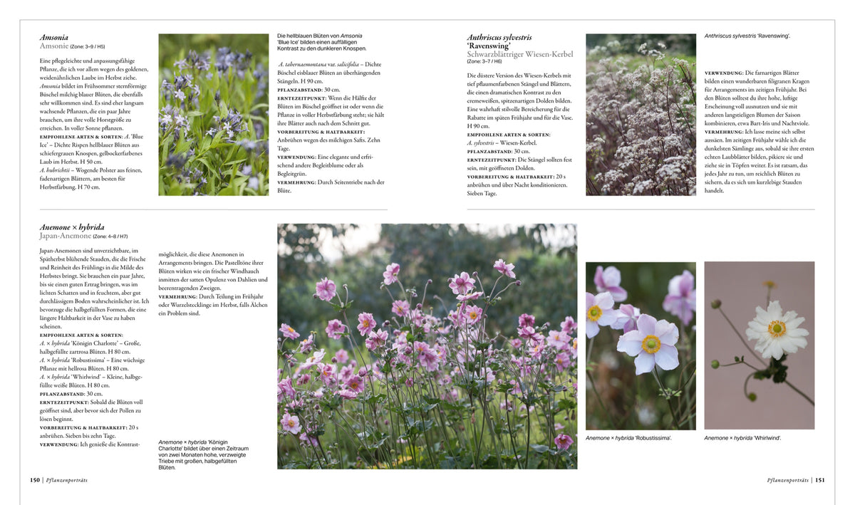 Pflanzenportr&auml;t Anemone mit Kultur, Ernte und Vasenhaltbarkeit