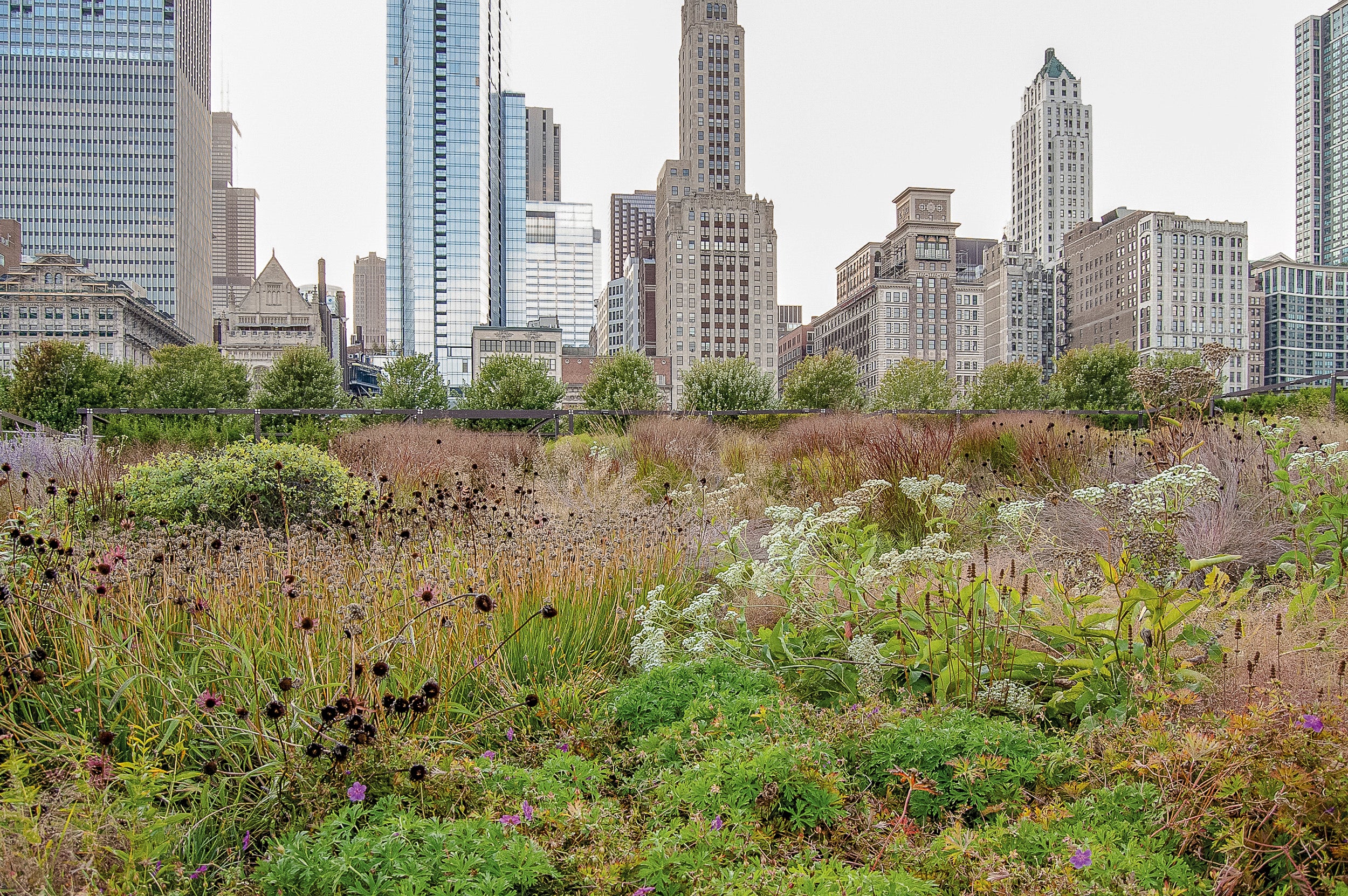 Naturalistische Pflanzung in modernem urbanen Kontext, gestaltet von Nigel Dunnett