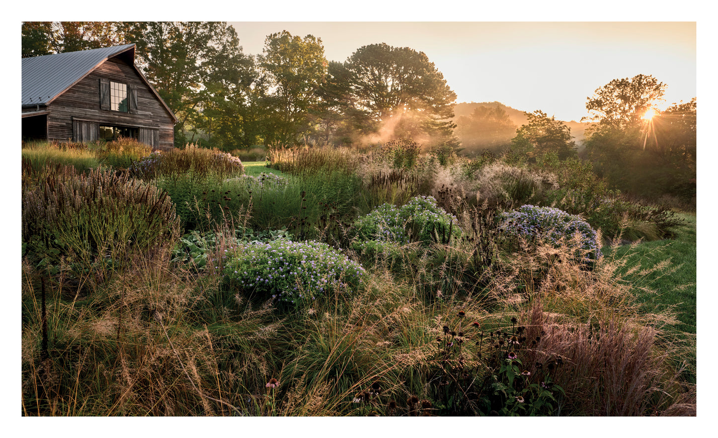 Luciano Giubbilei Deep Rock Farm Virginia – Herbstliche Präriepflanzung mit Astern und Gräsern im Morgenlicht, Bildband Pastorale Gärten