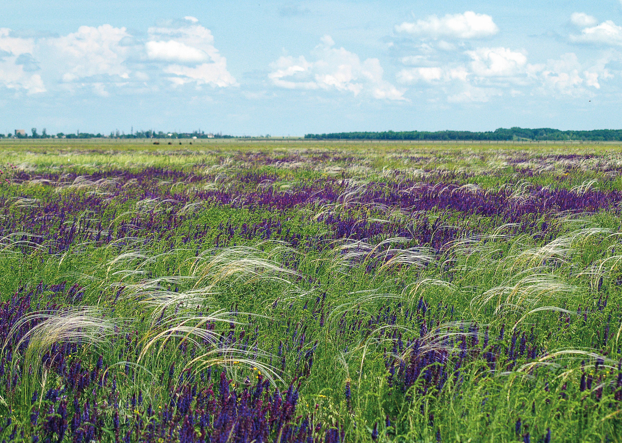 Steppen-Grasland in der Ukraine mit lila Steppen-Salbei zwischen Gräsern